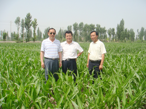 副總經(jīng)理王建現(xiàn)在張掖檢查制種基地和項目建設