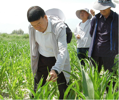 劉興斌等一行到公司肅州區(qū)各制種基地查看制種田苗情況